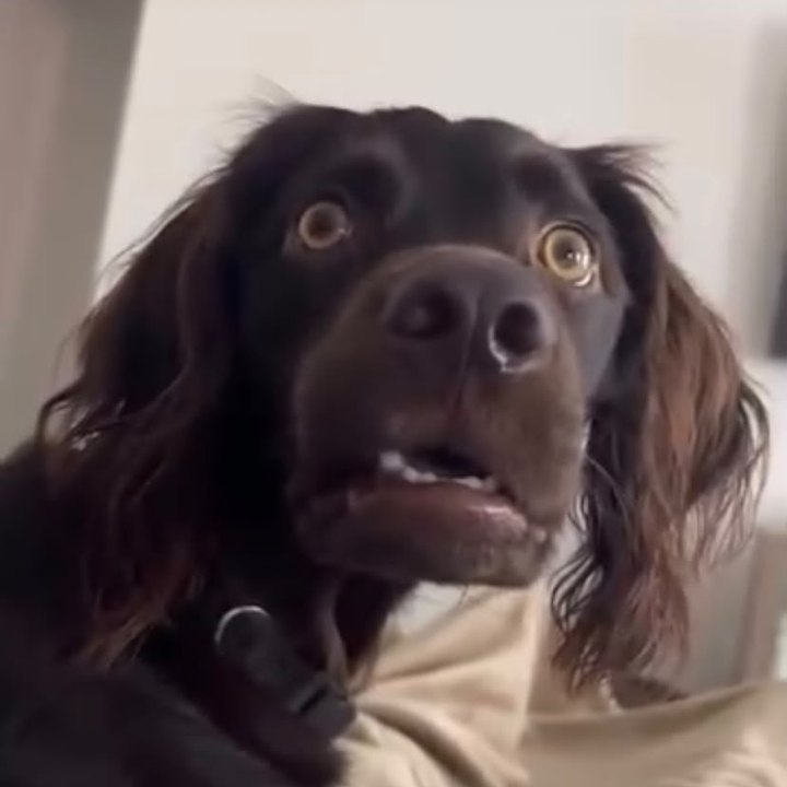 Reels do BENTO: cachorro preto de olhos arregalados