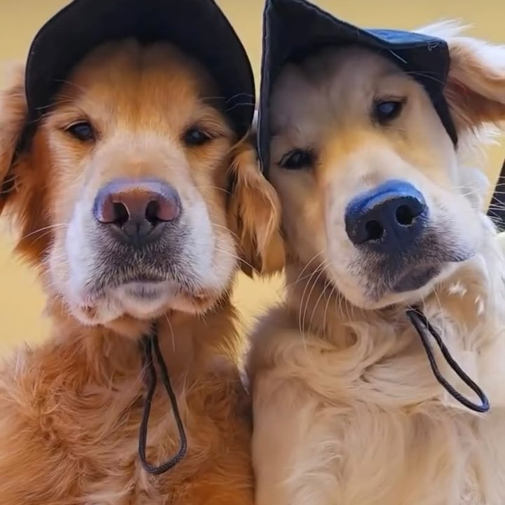 Reels do BENTO: cachorro de óculos escuros e boné